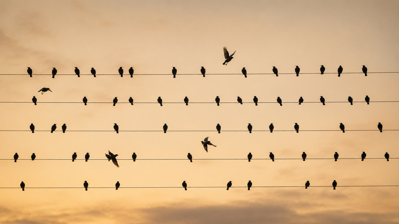 Vol d'étourneaux, image de l'intelligence collective